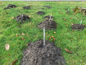 Maulwurfshügel, Minhae Kim, 2022